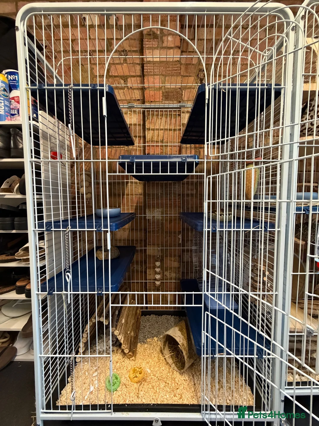 Chinchilla rodents for sale: white male chinchilla with cage - Advert 5