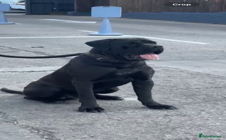 Cane Corso dogs - Advert 2
