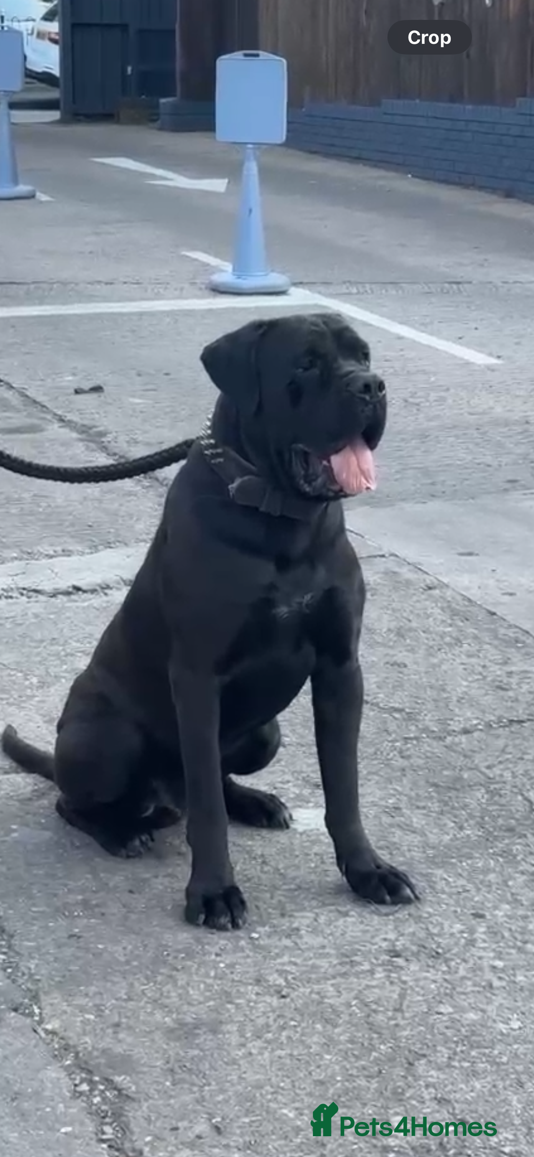 Cane Corso dogs for stud: PURE CANE CORSO FOR STUD BIG BONED - Image 1