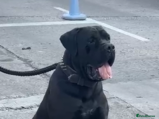 Cane Corso dogs - Advert 6