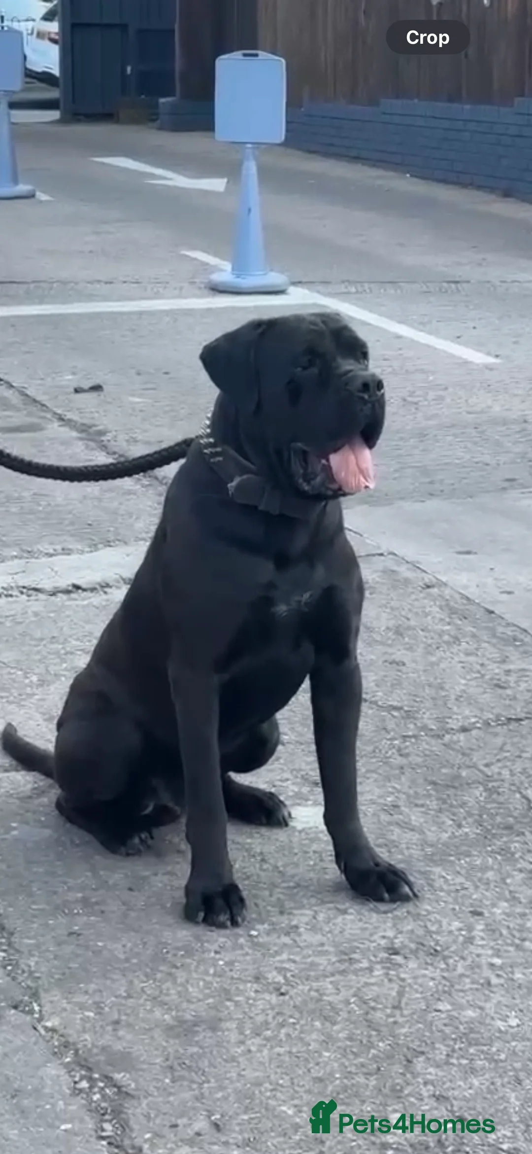Cane Corso dogs for stud: PURE CANE CORSO FOR STUD BIG BONED - Advert 1