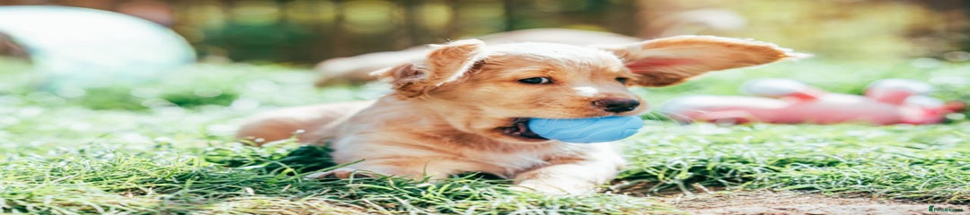 Cocker Spaniel Puppy 1