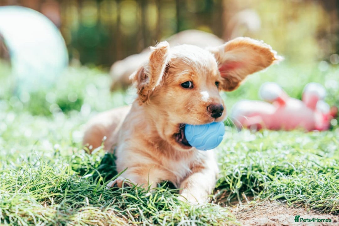 Cocker Spaniel dogs for sale: KC Reg Working Cocker Spaniels (Golden) - Image 20