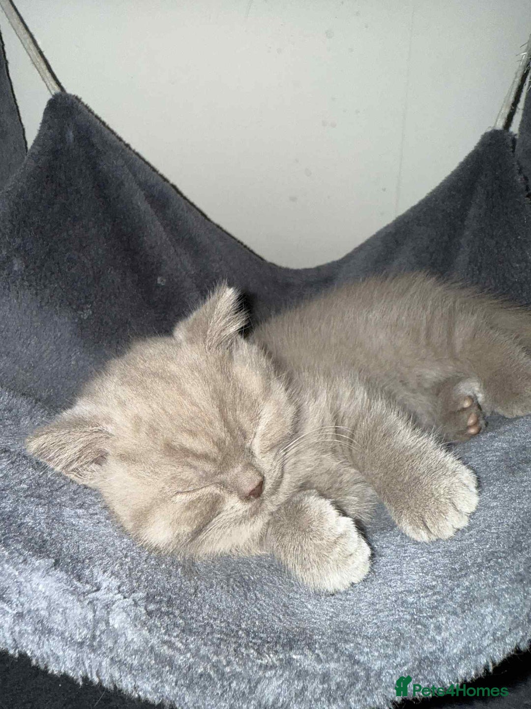 British Shorthair cats for sale: Wonderful, fluffy kittens - Advert 18