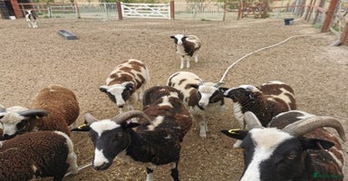 Sheep livestock - Advert 2