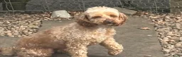 Cockapoo dogs for sale: Stunning Cockapoo - Advert 4