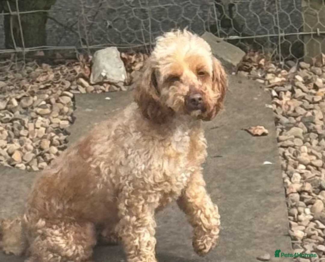 Cockapoo dogs for sale: Stunning Cockapoo - Advert 4
