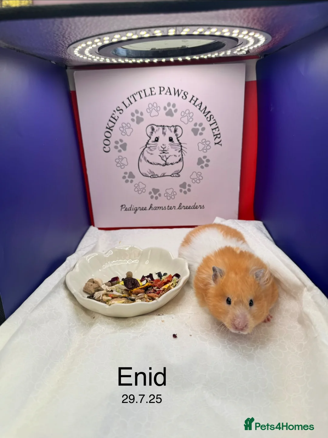 Hamster rodents for sale: TAME older hamsters  - Advert 1