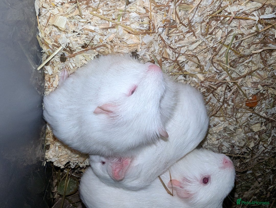 Guinea Pig rodents for sale: X2 male PEW guinea pigs  - Advert 2