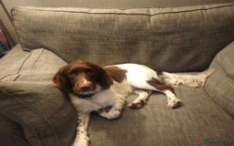 English Springer Spaniel dogs for sale: Springer Spaniel Male for sale - Image 2