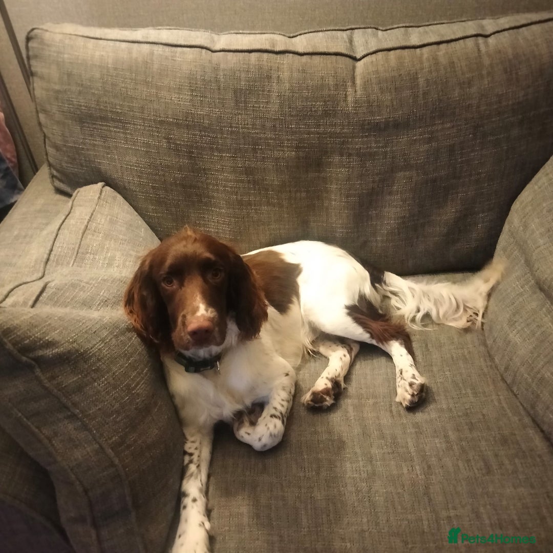 English Springer Spaniel dogs for sale: Springer Spaniel Male for sale - Image 2