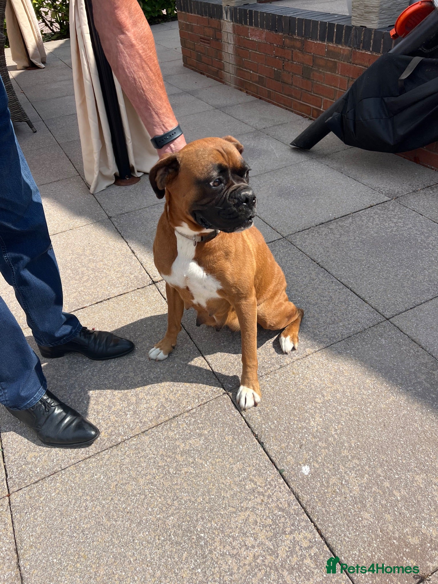 Boxer dogs Boxer - Advert 2