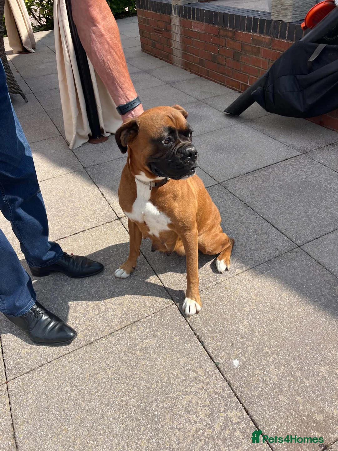Boxer dogs for sale: Boxer - Advert 1