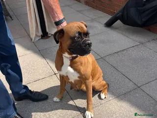 Boxer dogs Boxer - Advert 1