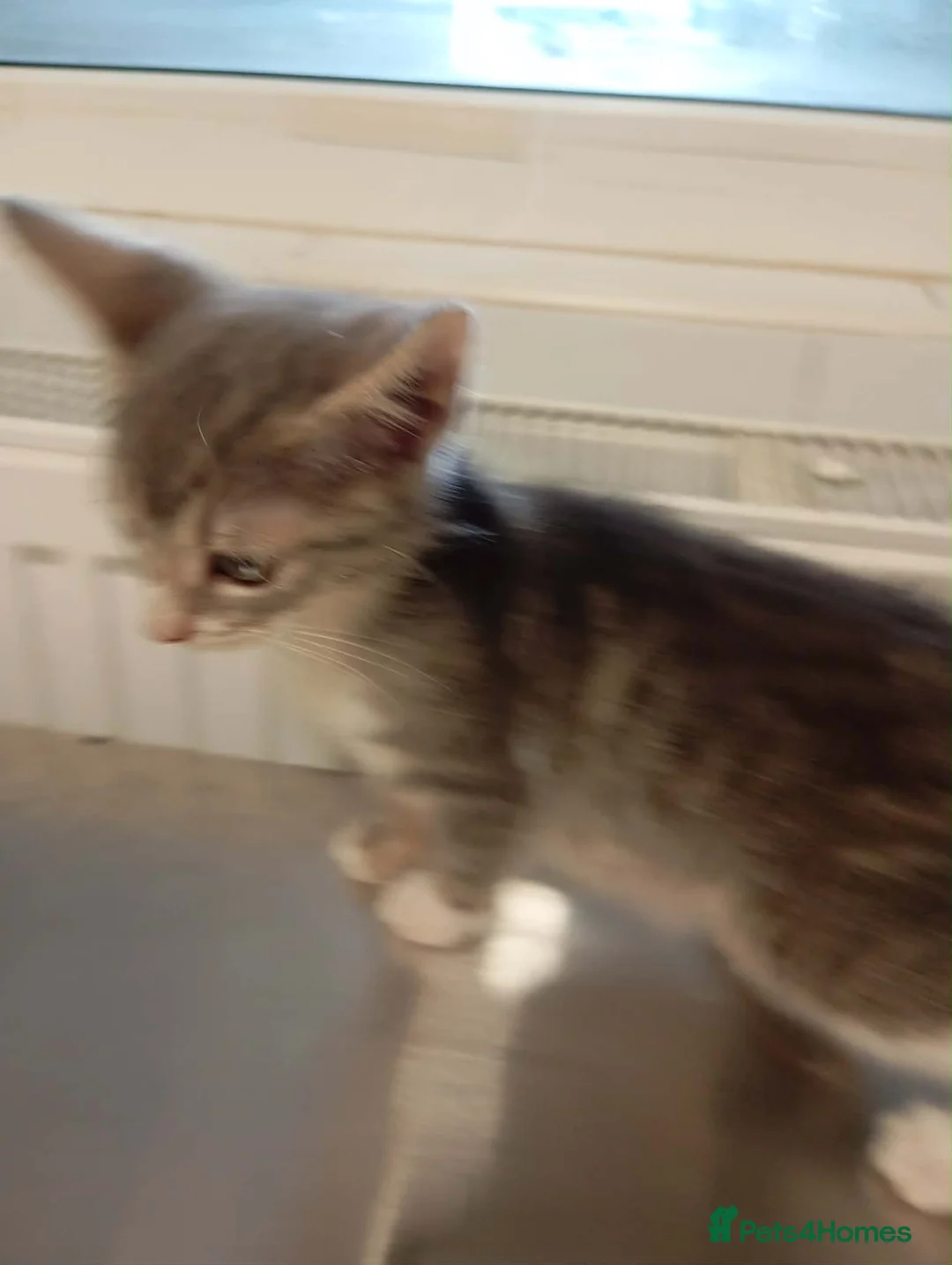 Mixed Breed cats for adoption: Muffin - deva Romania  - Advert 6