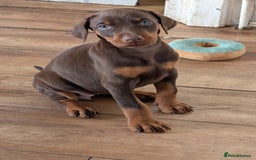 Dobermann dogs for sale: Gorgeous Doberman Pups - Image 6