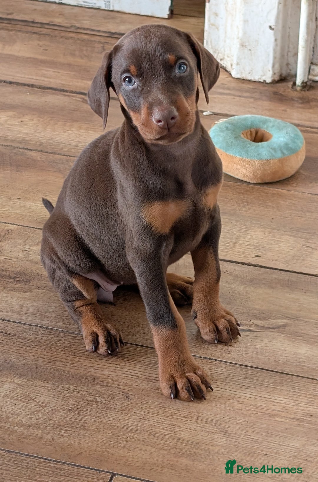 Dobermann dogs for sale: Gorgeous Doberman Pups - Image 6