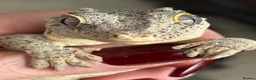 Gecko reptiles for sale: Gargoyle gecko - Advert 1