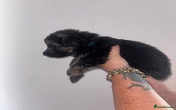 German Shepherd dogs for sale: Beautiful German Shepard puppies - Image 6