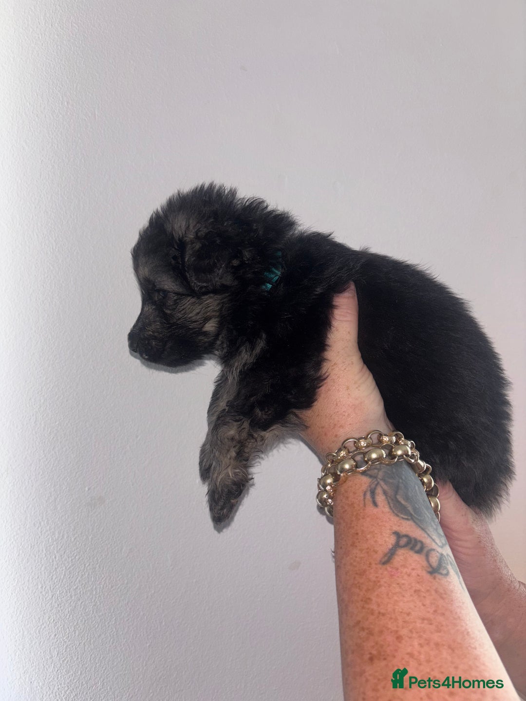 German Shepherd dogs for sale: Beautiful German Shepard puppies - Image 6