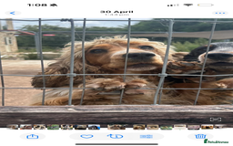 Cocker Spaniel dogs for sale: Gorgeous Cleo - Image 2