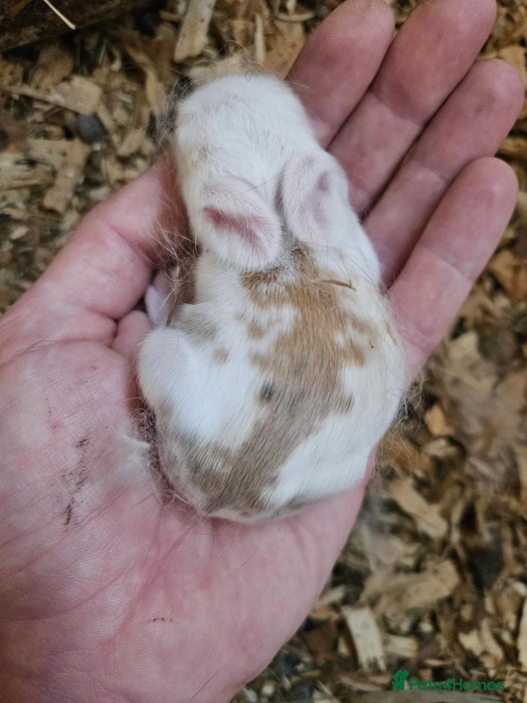 Cashmere Lop rabbits for sale: Rabbits for sale £40 each or 2.for £60 - Advert 1