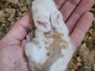 Cashmere Lop rabbits Rabbits for sale £40 each or 2.for £60 - Advert 1
