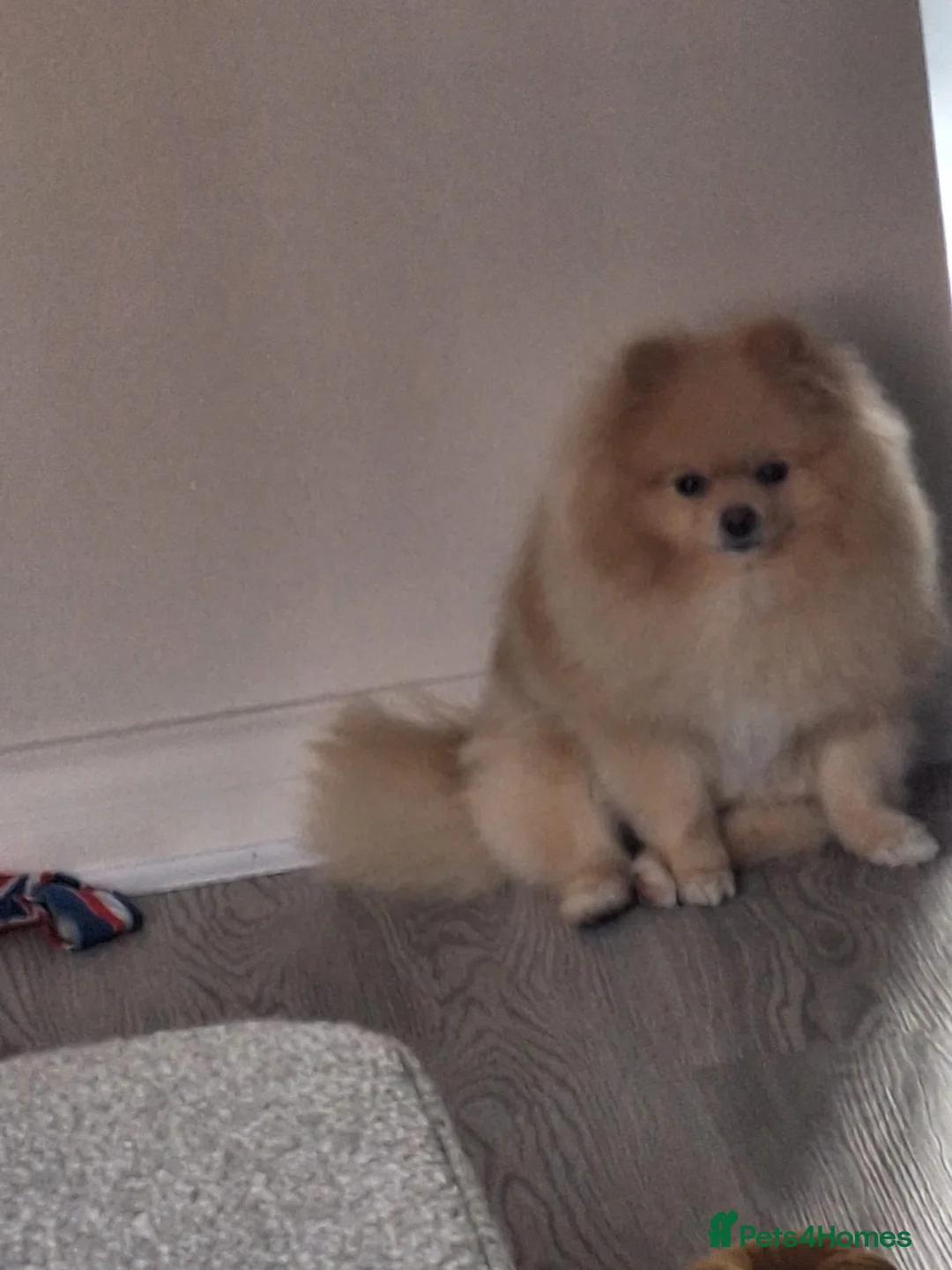 Pomeranian dogs for sale: Junior (Male) - Advert 6