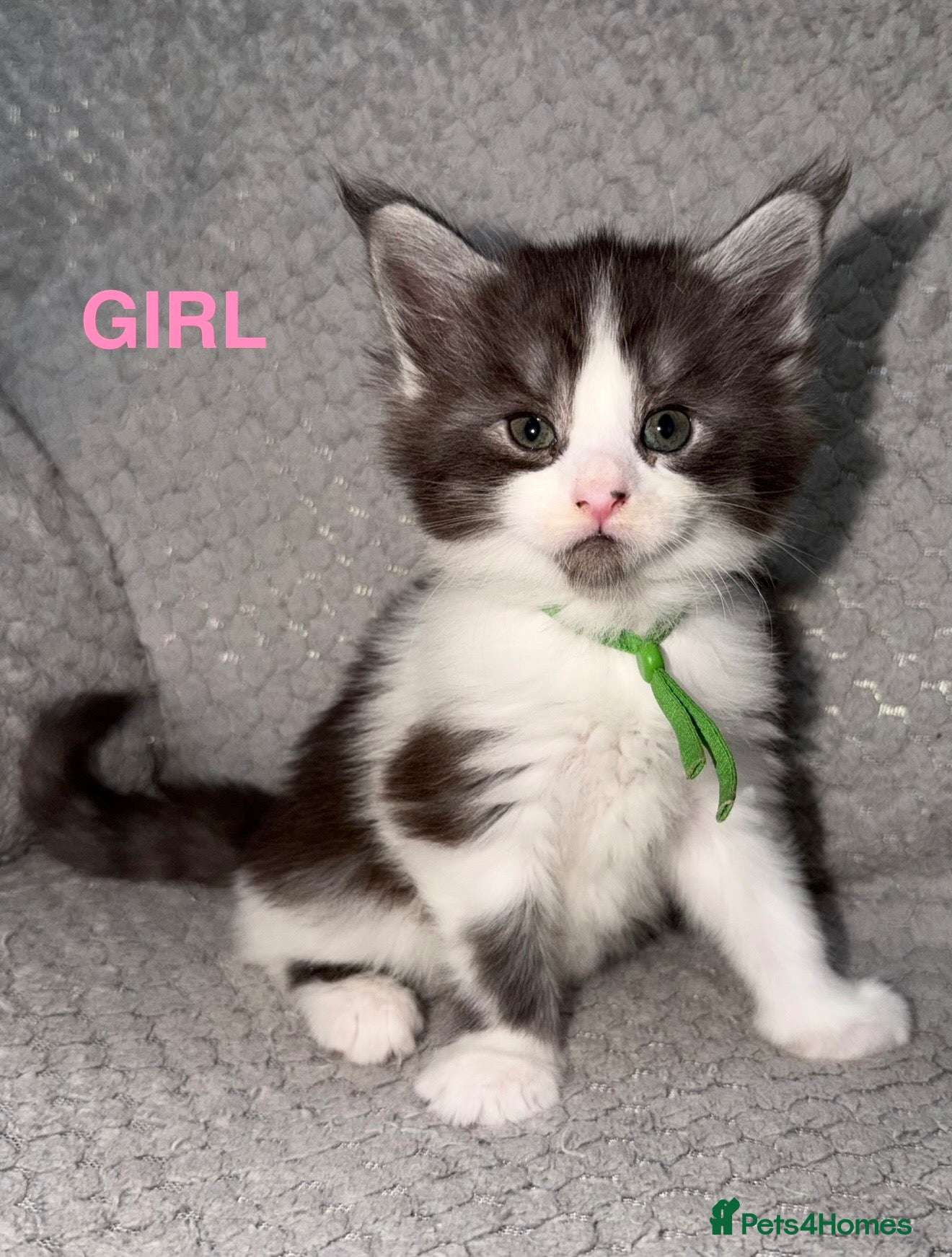 Maine Coon cats for sale: 🐾BEAUTIFUL MAINECOON KITTENS😻 3 BOYS & 2 GIRLS🐾 - Advert 1