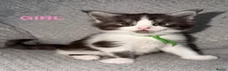 Maine Coon cats for sale: 🐾BEAUTIFUL MAINECOON KITTENS😻 3 BOYS & 2 GIRLS🐾 - Advert 1