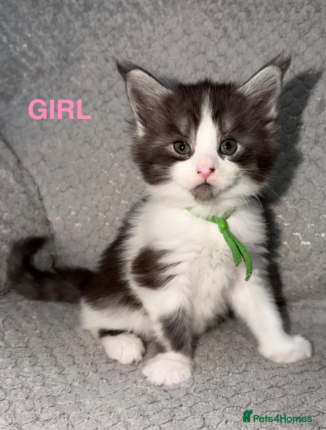 Maine Coon cats for sale: 🐾BEAUTIFUL MAINECOON KITTENS😻 3 BOYS & 2 GIRLS🐾 - Advert 1