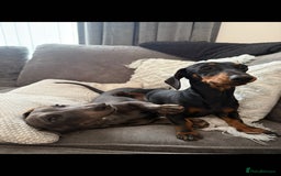 Miniature Dachshund dogs for sale: 2 miniature dachshundS - Image 2