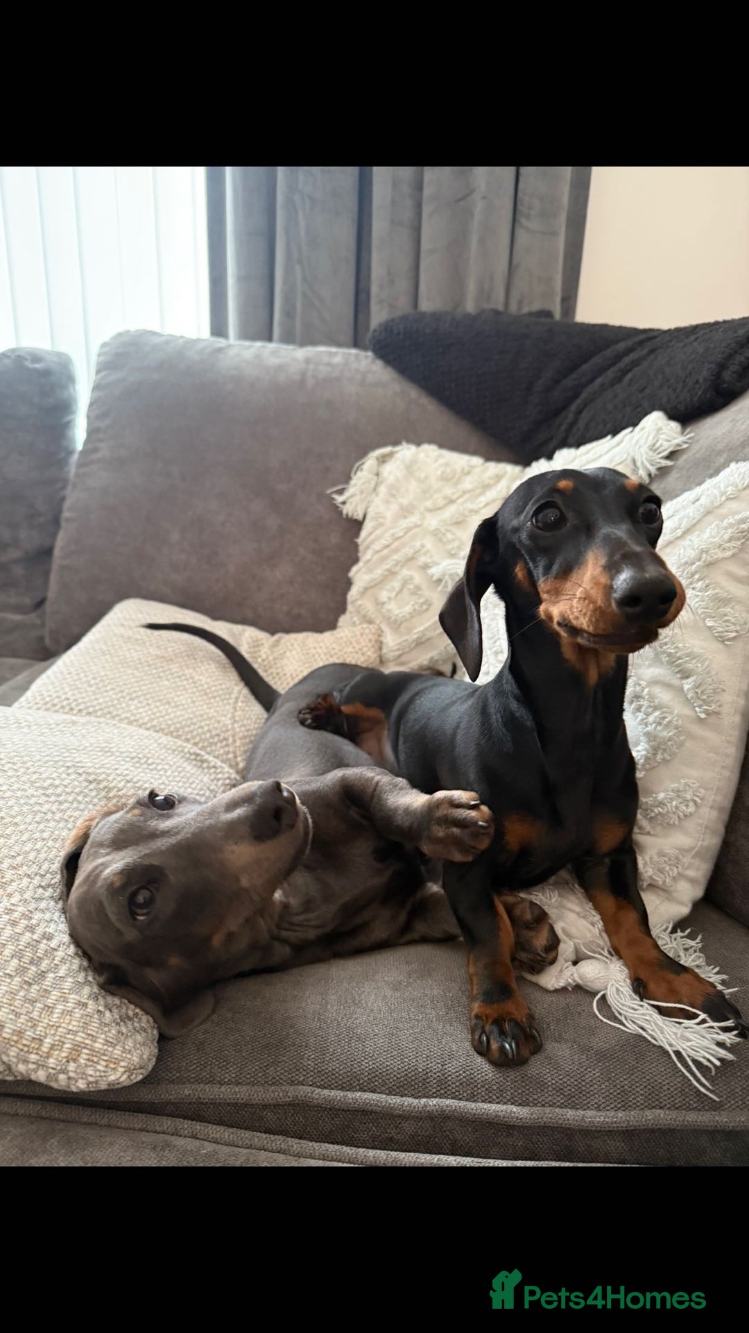 Miniature Dachshund dogs for sale: 2 miniature dachshundS - Image 2
