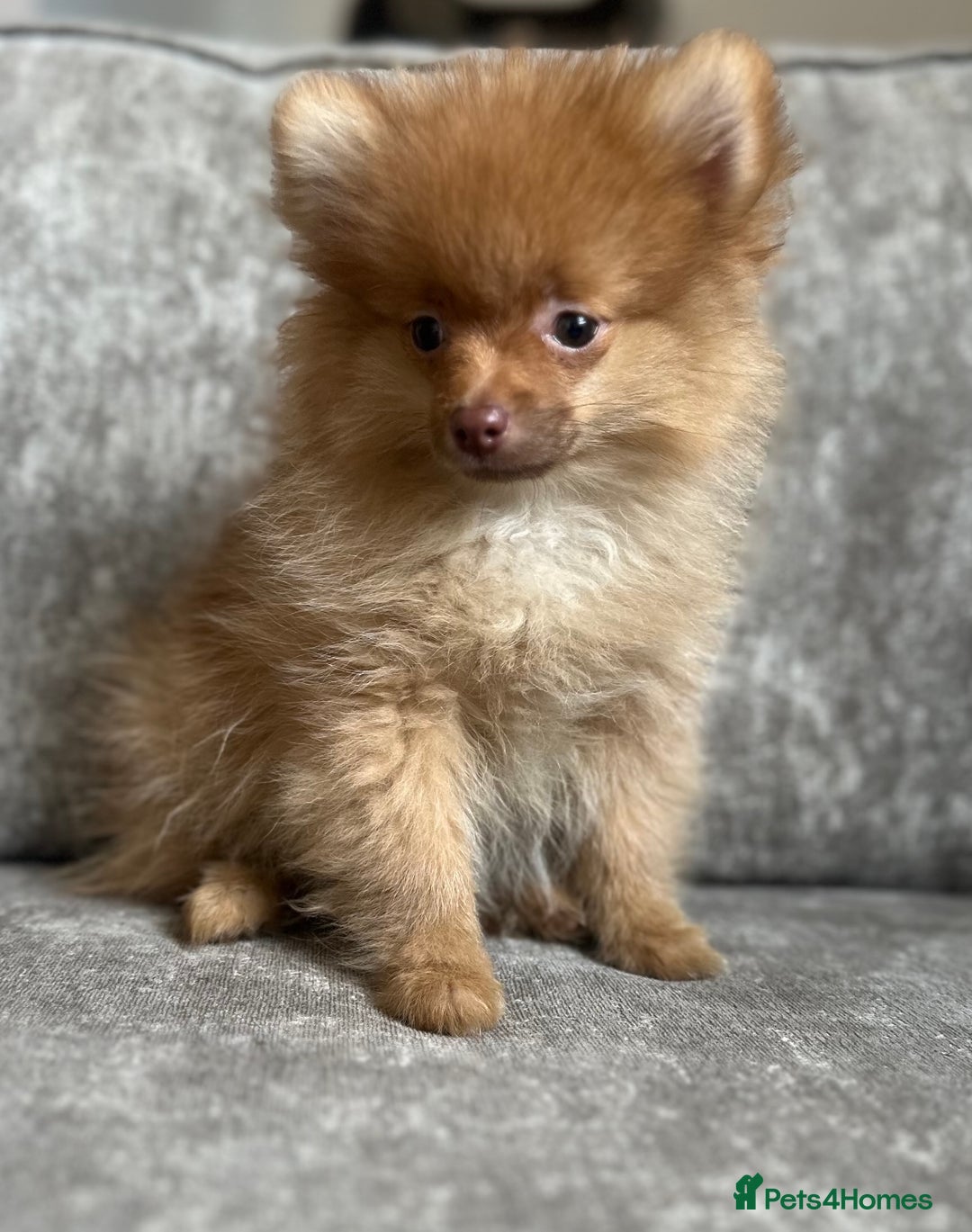 Pomeranian dogs for sale: Adorable Pom puppies 💙❤️ - Image 12