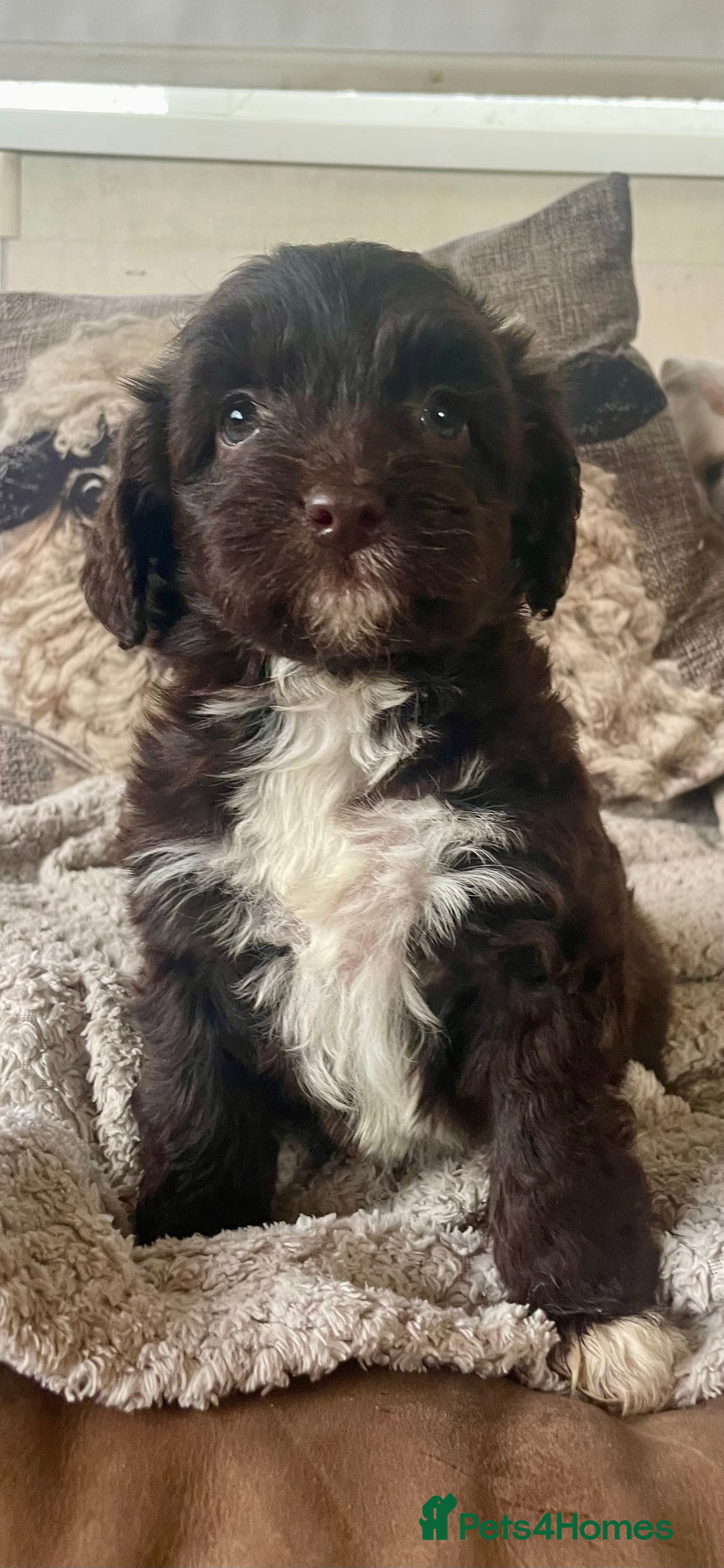 Mixed Breed dogs Beautiful pups! - Advert 17