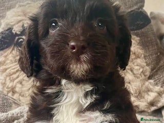 Mixed Breed dogs Beautiful pups! - Advert 2