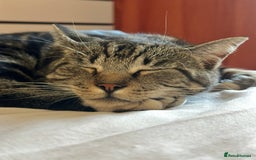 Domestic Shorthair cats for sale: Wilson - 2 year old kitty  - Image 4