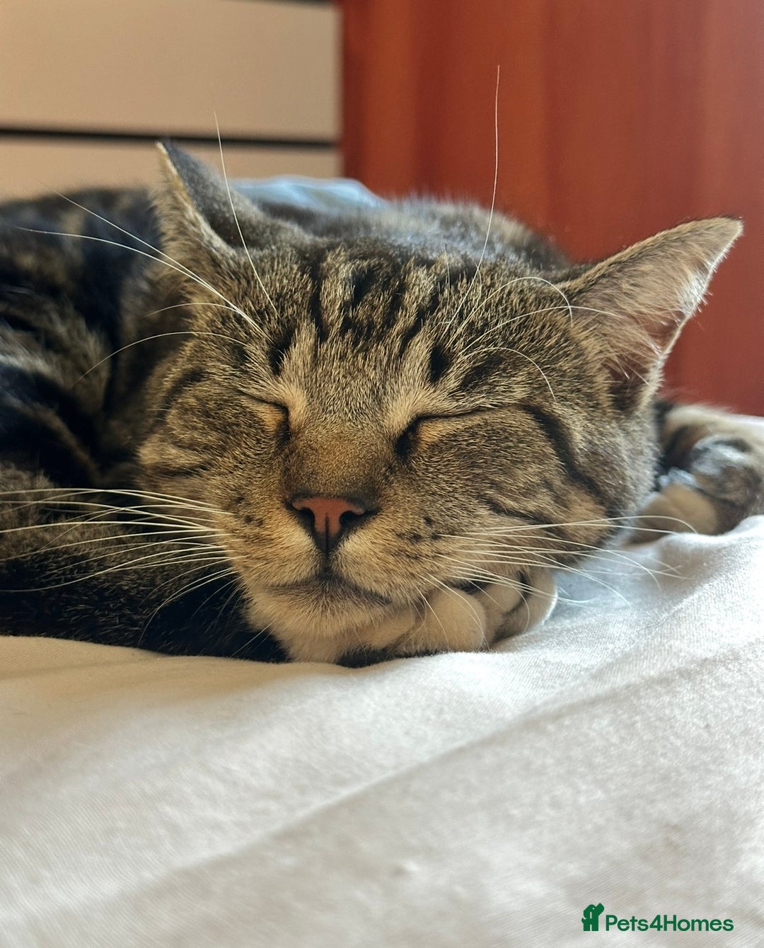 Domestic Shorthair cats for sale: Wilson - 2 year old kitty  - Image 4