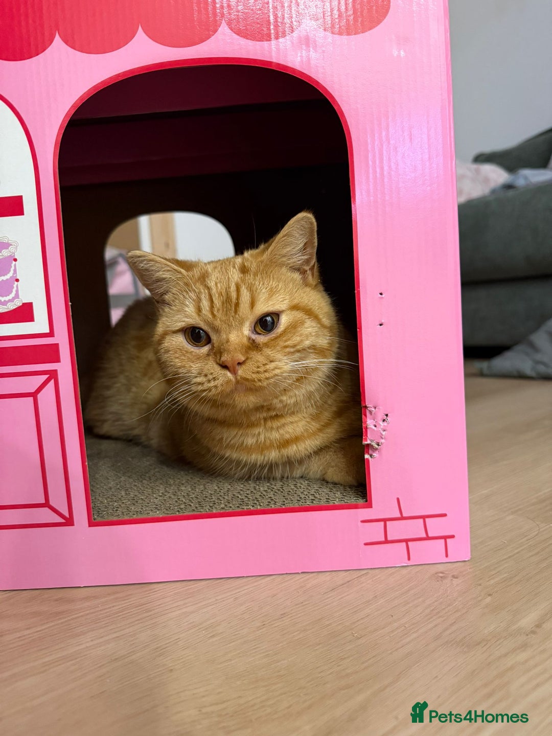 British Longhair cats for stud: British Longhair for Stud - Advert 17