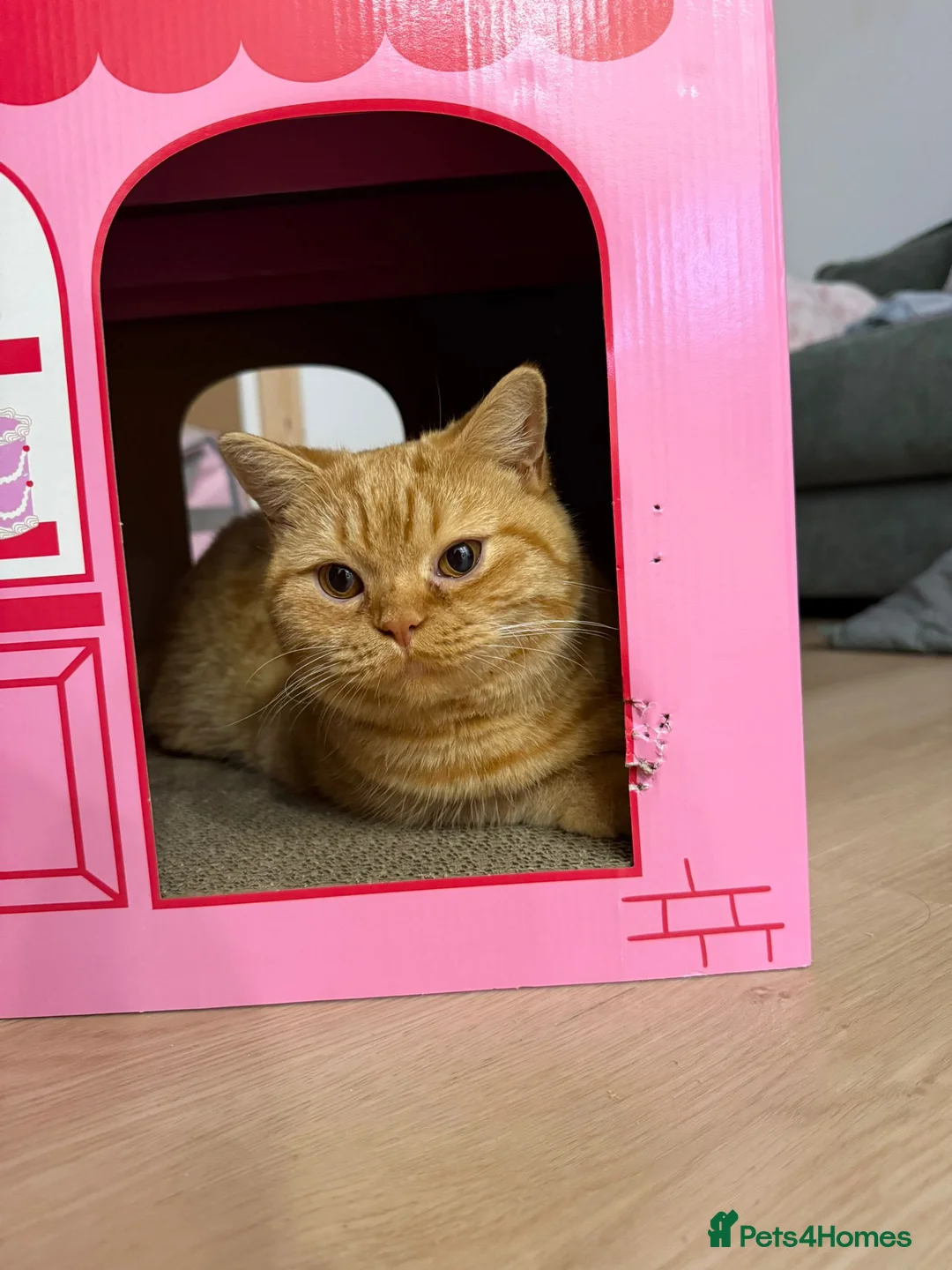 British Longhair cats for stud: British Longhair for Stud - Advert 17