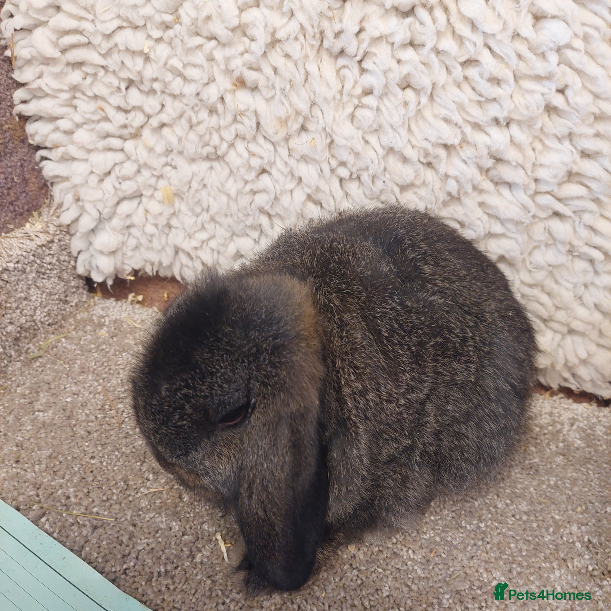 Mini Lop rabbits Last Minilop Buck ready to reserve  - Advert 8