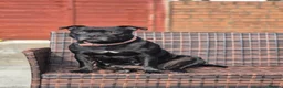 Staffordshire Bull Terrier dogs for sale: Staffordshire Bull Terrier Puppys in Merthyr Tydfil - Advert 1