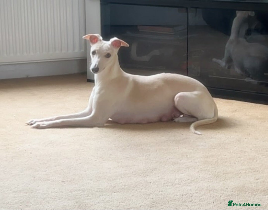 Whippet dogs Whippet  - Advert 2