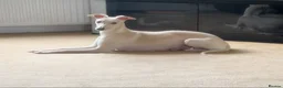Whippet dogs for sale: Whippet  in Durham - Advert 1