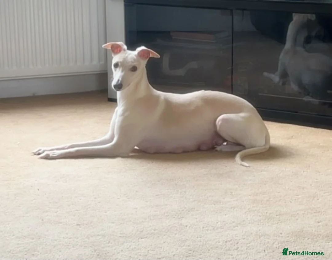 Whippet dogs for sale: Whippet  in Durham - Advert 1