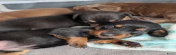Miniature Dachshund dogs for sale: Miniature dachshund puppies for sale in Bilston - Advert 7