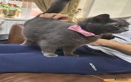 Russian Blue cats for sale: 🐾Pure Russian Blue Looking for a Forever Home  - Image 1