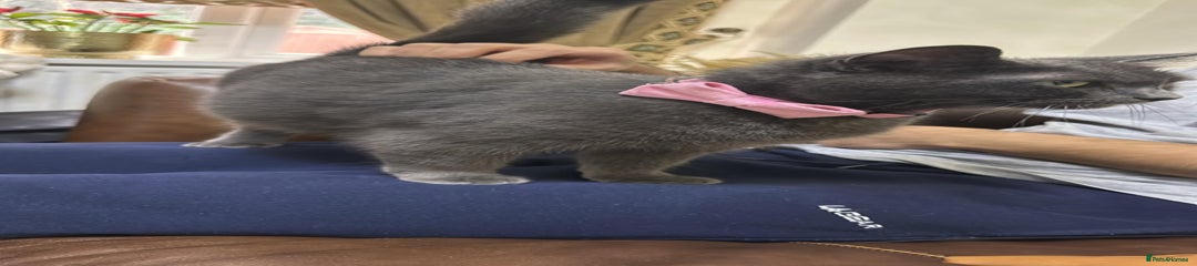 Russian Blue Kitten 1