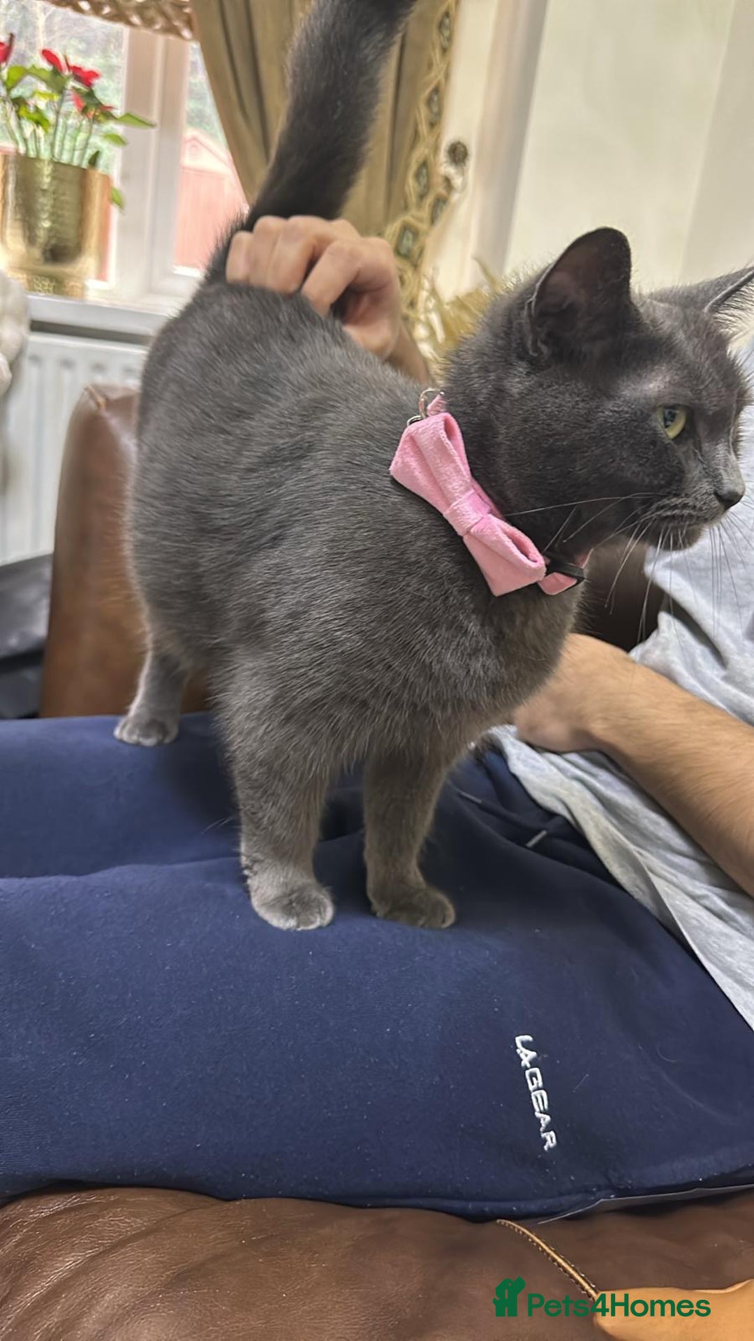 Russian Blue cats for sale: 🐾Pure Russian Blue Looking for a Forever Home  - Image 1