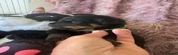 Rottweiler dogs for sale: Stunning litter of Rottweiler babies  - Advert 6
